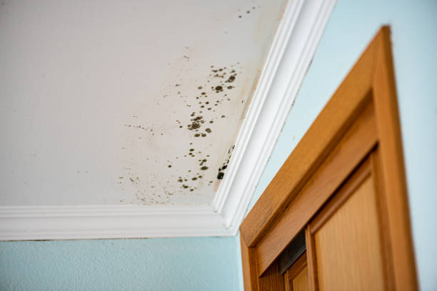 Home Mold Removal in Clarkson Valley, MO