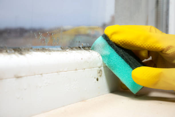 Mold Removal and Inspection in Clarkson Valley, MO